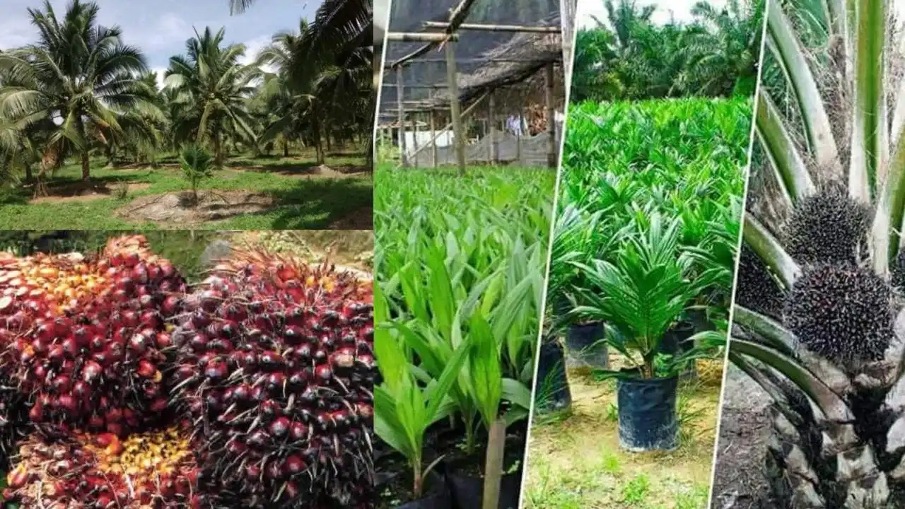 Lahan pertanian subur, solusi agrobisnis dari PT. Kiat Putra Utama